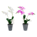 Dekorationspflanze DKD Home Decor 30 x 22 x 51 cm Grau Lila Weiß Orchidee (2 Stück)